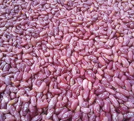 Conduite des champs de démonstration et accompagnement technique 