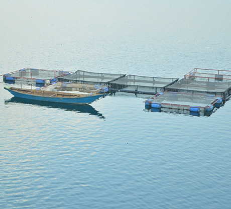 Élevage des poisons tilapias en cages flottantes sur le Lac Kivu