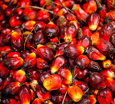 Production et vente d'huile de palme 