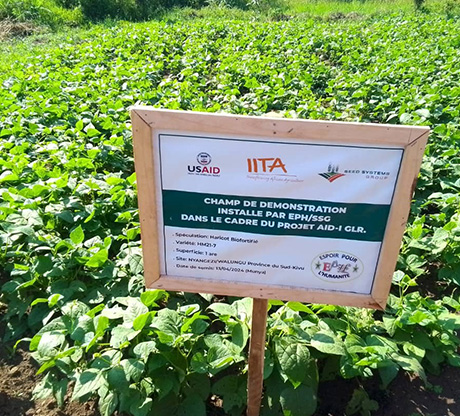 Production maraichère 